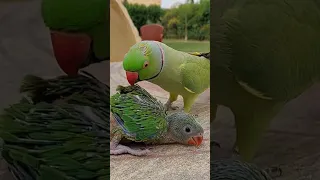 Talking Ringneck Parrot Greeting Baby Parrot 😍 #parrotparadise #talkingparrot