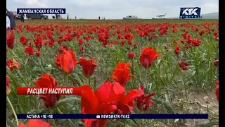 Казахстанцы и иностранные туристы любуются тюльпанами в горах Каратау