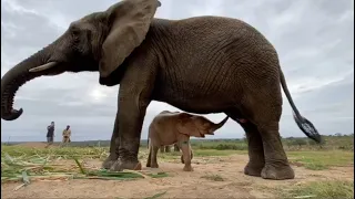 Orphaned Albino calf Khanyisa meets Lundi the elephant