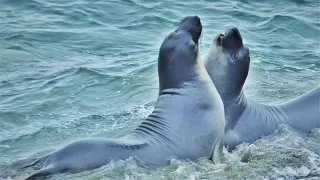 San Luis Obispo County - Elephant Seal Hike