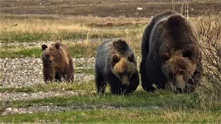 Intense grizzly bear encounter!  May 19th, 2023