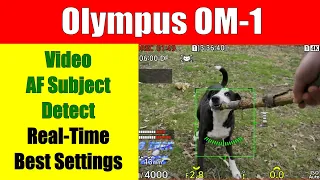 Olympus OM-1 Video AF Tracking and Best Settings ep.354