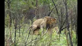 Lions mating in Hluhluwe game reserve with Tim Brown Tours