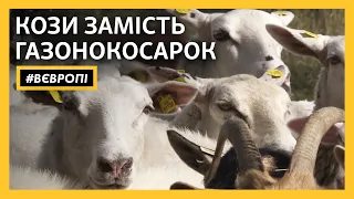 Як чеські вівці допомагають містам позбавлятися бур’яну | #ВЄВРОПІ