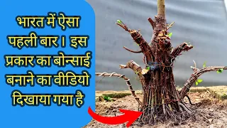 Early Bonsai Trees Making Process Step By Step | A fused ficus bonsai tree part 2 #janabonsai