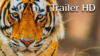 Disneynature's Tiger (2024) - Official HD Trailer