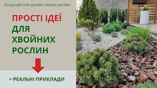 Coniferous plants in the garden: simple design ideas