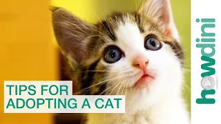 Cat Adoption & Rescue: Tips for Adopting a Cat from a Shelter