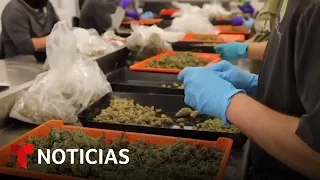 Formalizan el proceso de reclasificación de la marihuana | Noticias Telemundo