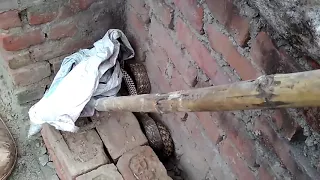 Huge snake found inside the compound of house