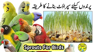 How to make sprouts at home for birds | Grow sprouts seeds for Budgies Parrots Cockatiel Lovebird