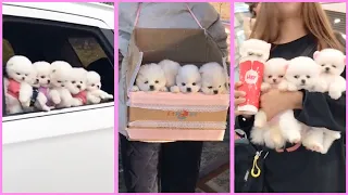 Funny and Cute Pomeranian Videos, Videos de TikTok Part 190