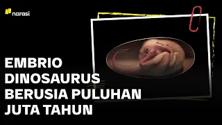 Embrio Dinosaurus Berusia Puluhan Juta Tahun | Narasi Newsroom