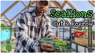 How to harvest scallions | Cut and Regrow | Best tips For Beginners |