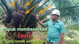 Pupuk untuk membesarkan buah sawit yang cocok