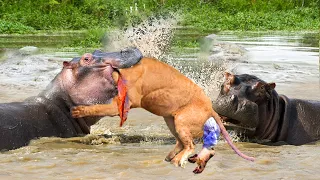 It's Foolish! Hungry Lion Went Down To The River To Hunt Hippo And The Tragedy Happened Soon After
