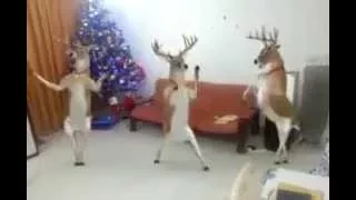 Renas do Papai Noel Dançando Jingle de Natal Remix
