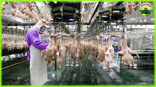 Duck Farm - How Farmers Raising Millions of Duck on Rice Field For Meat | Duck Processing Factory