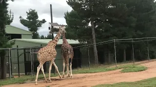 Giraffe 🦒 is a big ass creature