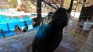 Oasis Wildlife Park Fuerteventura - Sea Lion Live show (Experience)