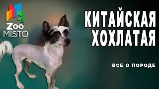 Китайская хохлатая - Все о породе