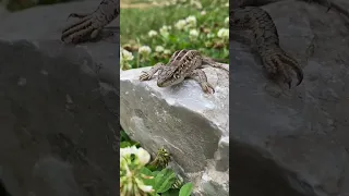 Интересные факты про ящериц🦎😮 #ящерицы #факты