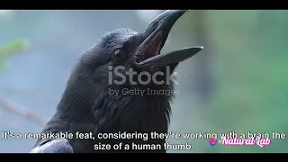 Crows: The Feathered Geniuses