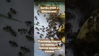 Битва шершня с пчелами! Чья возьмёт?