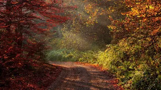 Relaxing Walk in the Forest,  Nature Sounds for Sleep and Relaxation | 4k ASMR