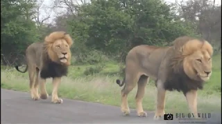 Two huge male lions strolling in the road Kruger National Park