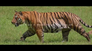 Wildlife Resorts in Pench | Hotels In Pench | Pench Tree Lodge