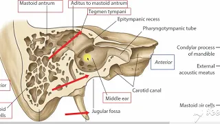 Middle ear boundaries 2