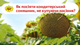 Як посіяти соняшник, не купуючи насіння? Кондитерський соняшник від НІС