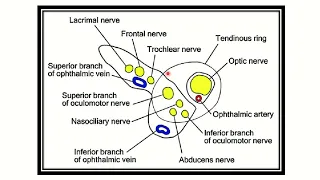 Superior orbital fissure structure passing MRCS question solve (CRACK MRCS)