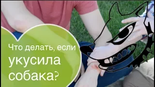 Что делать, если укусила собака?