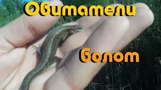 Ящерица живородящая. Логово лисицы. lizard.