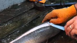 How to Clean and Filet Gar