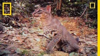 Elusive Golden Cat Filmed | National Geographic