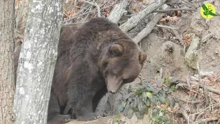 Bears Vocalization / Звукова мова ведмедів / Вокализация медведей