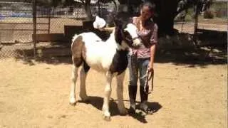 Gypsy Vanner foal training