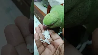 मिट्ठू के लिए कुछ लाये हैं....#trending #viral #youtubeshorts #talkingparrot #talkingmitthu #love