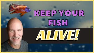 DON'T KILL Your Fish!  2 Tips!