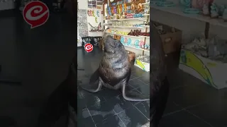 Un lobo marino "atendiendo" un local en Mar del Plata #shorts