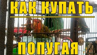 КАК ПРАВИЛЬНО КУПАТЬ ПОПУГАЯ | ВАННОЧКИ ДЛЯ ПОПУГАЕВ | КАК ПРИУЧИТЬ ПОПУГАЯ КУПАТЬСЯ