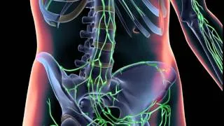 3D Animation of Lymphatic System