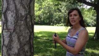 Dendrochronology: How to Core a Tree