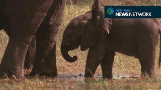 Baby elephant learns to use trunk