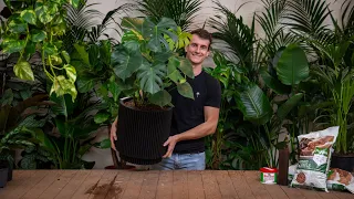 Hoe verzorg je een plant die opgemaakt is in hydrocultuur?