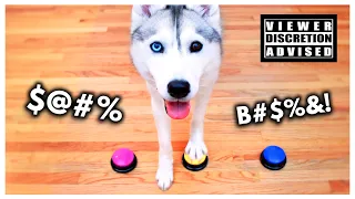 Husky Gets New Talking Buttons… and Becomes Even SASSIER!