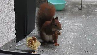 Tagträume - Stressabbau -  Meditation - Entspannung - Eichhörnchen Tag 23